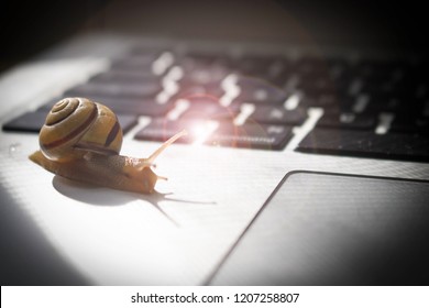Snail crawling across laptop computer. Slow internet or connection speed. Snail mail concept. Computer needs upgrade to run faster and be more efficient. Increase your digital download speed.