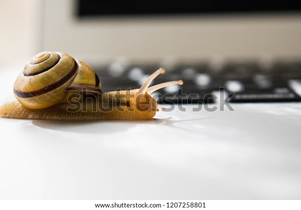 Snail crawling across laptop computer. Slow\
internet or connection speed. Snail mail concept. Computer needs\
upgrade to run faster and be more efficient. Increase your digital\
download speed.