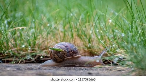 Snail crawling along a path next to wet grass. Close up of the snail taken from side view. Snail has some grass stuck to its shell. Snail is moving into the wet grass.