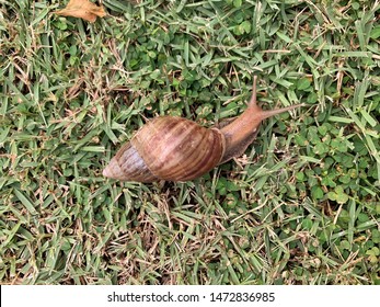 Snail crawling along a path next to grass