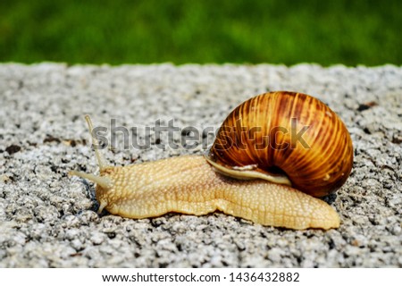 Snail crawling along a path next to grass. Close up of the snail taken from side view. Snail has some grass stuck to its shell. 