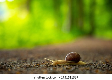 Snail crawling along a path in spring forest in Czech republic