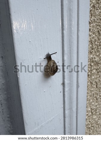 Snail crawling up a doorframe