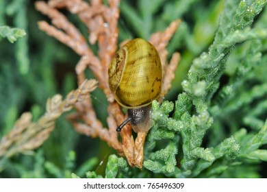 Snail crawling down the pine leaf
