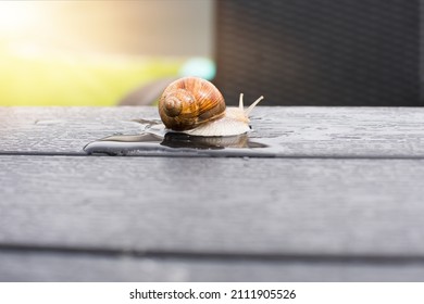 Snail Crawling In The Garden. Slow Motion Concept.