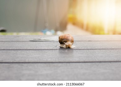 Snail Crawling In The Garden. Slow Motion Concept.