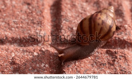 Snail Crawling on Brick Surface