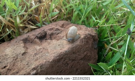 Snail Crawling On A Brown Rock Surface, Pests Concept, Nature Photography, Environment And Ecology Concept