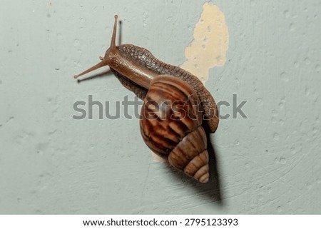 a snail crawling on a damp surface in the morning