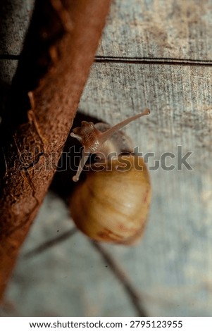 a snail crawling on a damp surface in the morning
