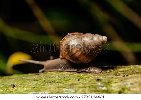 a snail crawling on a damp surface in the morning