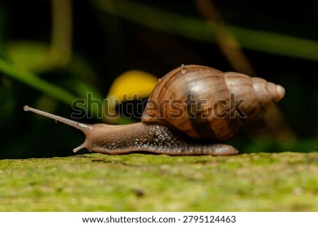 a snail crawling on a damp surface in the morning