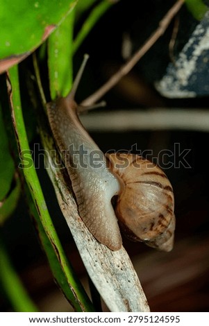 a snail crawling on a damp surface in the morning