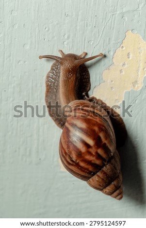 a snail crawling on a damp surface in the morning