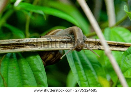 a snail crawling on a damp surface in the morning