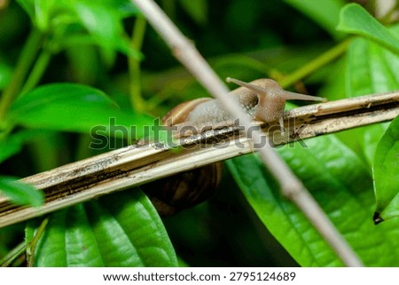 a snail crawling on a damp surface in the morning