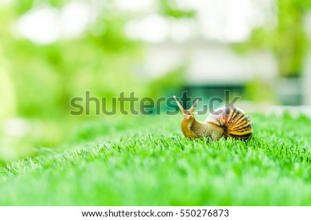 A Snail crawling on green grass in the garden.