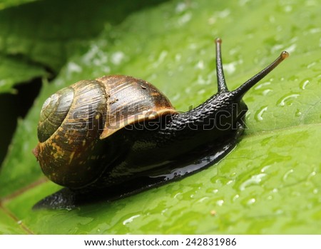 Snail crawling on the green leaf