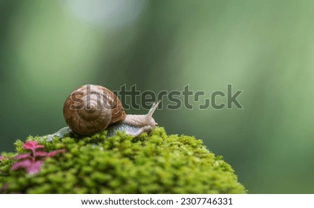 Snail crawling on the green moss with blurred background, shallow depth of field