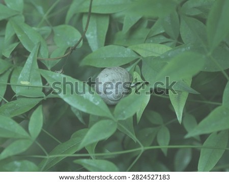 A snail crawling on a leaf