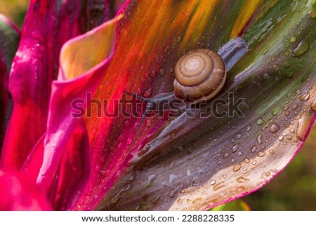 Snail crawling on leaf,Abstract drops of water on flower leaf,Africa, Thailand, Animal, Animal Shell, Animal Wildlife