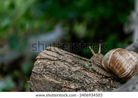 Snail crawling on a log in the forest. Snail in the nature.