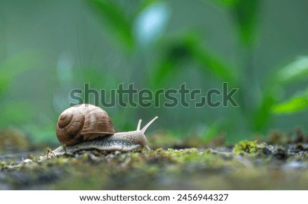 Similar – Image, Stock Photo Screw II Snail Snail shell