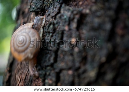 Snail Crawling up on the Tree, Focus at the Head of Snail.
Species of Land Snail in the family Helicidae a Terrestrial Gastropod Molluse.
