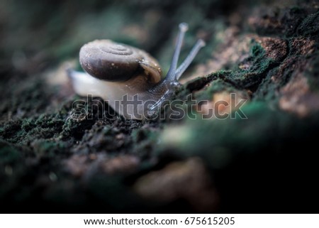 Snail Crawling on the Tree, Focus at the Head of Snail.
Species of Land Snail in the family Helicidae a Terrestrial Gastropod Molluse.
