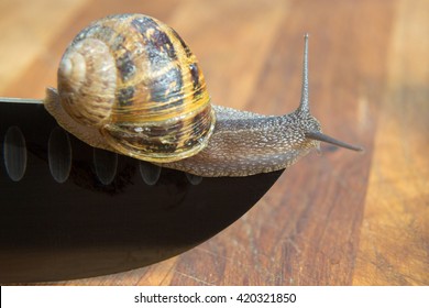 Snail Crawling At The Sharp Edge Of Knife. 