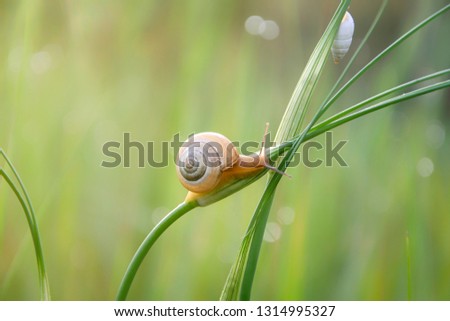 A snail crawling up the stalk of a plant. The sun shines brightly in the spring morning.
