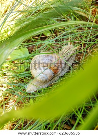 A Snail crawling through green grass in the garden.