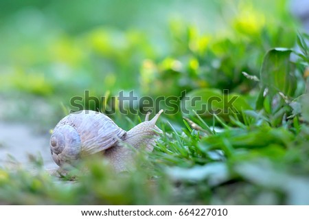 A Snail crawling through green grass in the garden.