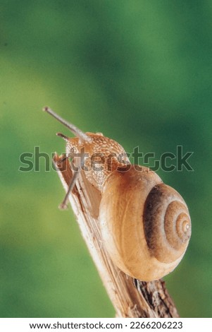 Similar – Gartenschnecke III