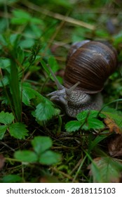snail crawls in the grass