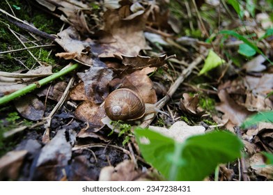 snail crawls on fallen dry leaves - Powered by Shutterstock