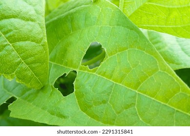 snail crawls on leaf of vegetables and eats leaves of plant, leaving holes on garden, eaten by pests, small snail on plant leaf in garden, Damage to garden plants by snails concept, macro, closeup.