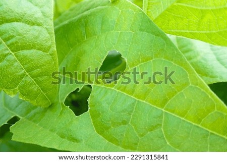 snail crawls on leaf of vegetables and eats leaves of plant, leaving holes on garden, eaten by pests, small snail on plant leaf in garden, Damage to garden plants by snails concept, macro, closeup.