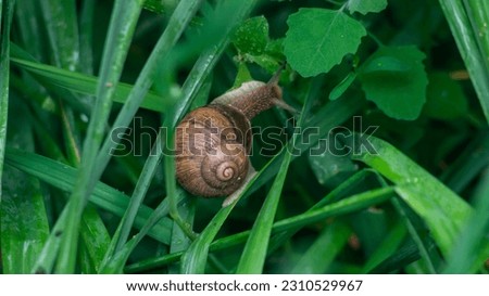 A snail crawls on the leaves of plants. A snail with a spiral shell. Snail and leaves close-up. Snail and grass close-up