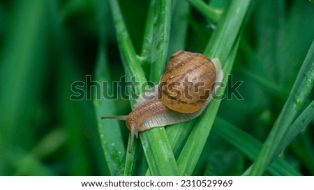 A snail crawls on the leaves of plants. A snail with a spiral shell. Snail and leaves close-up. Snail and grass close-up