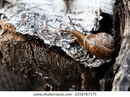 Snail crawls on old birch, close-up, macro