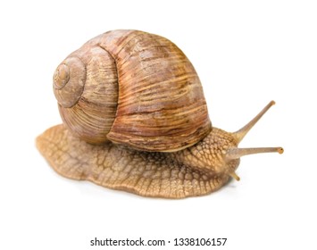 snail crawls on white surface
