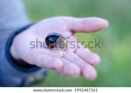 A snail crawls on a woman's palm. A grown woman holds a wild snail damp from the morning dew. A defocused green lawn in the background.