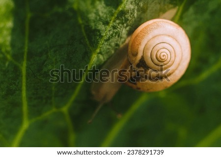 A snail crawls in its shell close-up on a green leaf. Photograph of an animal in nature.