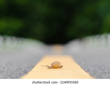 A Snail Crossing On The Middle Way Of Road Alone. Road Traffic Safety Concept. 