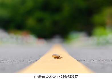 A Snail Crossing On The Middle Way Of Road Alone. Road Traffic Safety Concept. 