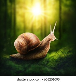 Snail in a dark forest