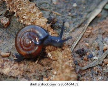A snail with a distinct spiral-patterned shell rests on a rocky surface, its shell detail captured in close macro photography.
