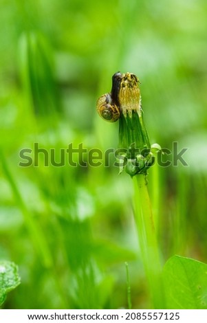 Similar – Image, Stock Photo Closed dandelion flower after rain