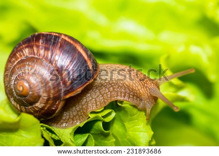 Snail eating and crawling on lettuce leaf 